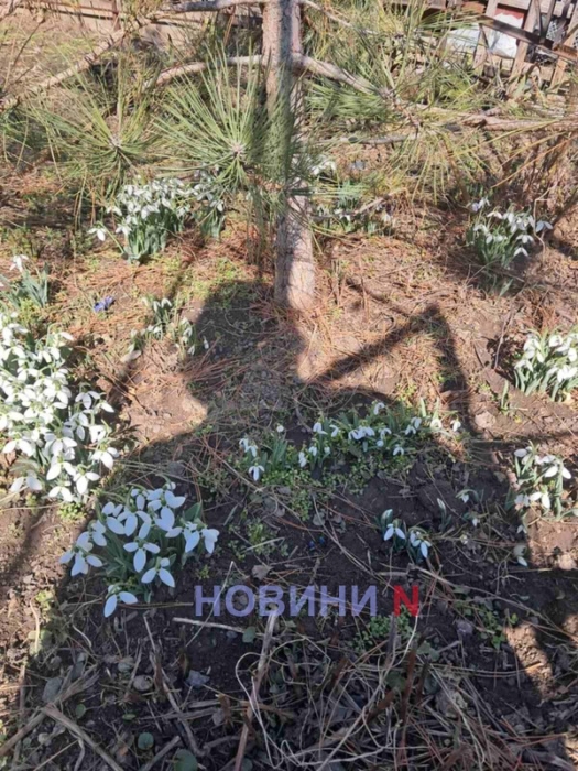 До +13°С тепла: синоптики рассказали, какой будет погода в Николаевской области 5 марта До +13°С тепла: синоптики рассказали, какой будет погода в Николаевской области 5 марта