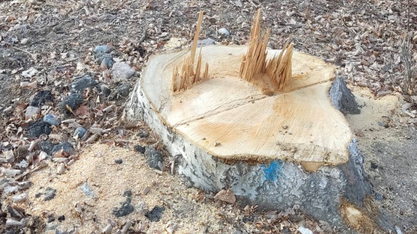 По 600 гривен за дерево: браконьер заплатил 21 тысячу за вырубку 35 тополей в Южноукраинске По 600 гривен за дерево: браконьер заплатил 21 тысячу за вырубку 35 тополей в Южноукраинске