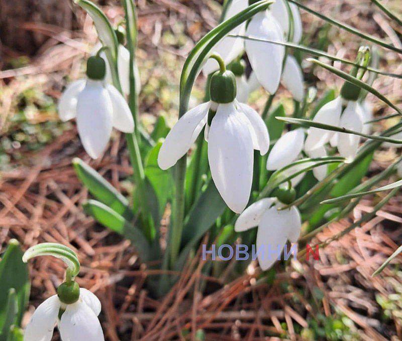 Синоптики рассказали, какой будет погода в Николаеве и области 17 марта Синоптики рассказали, какой будет погода в Николаеве и области 17 марта