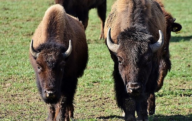 У Польщі пасажирський потяг на смерть збив зубрів У Польщі пасажирський потяг на смерть збив зубрів