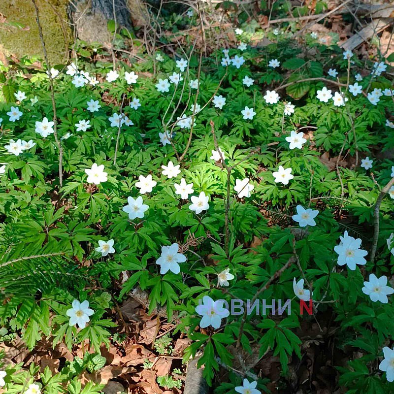 До +21° и ветер: синоптики рассказали о погоде в Николаеве и области в воскресенье До +21° и ветер: синоптики рассказали о погоде в Николаеве и области в воскресенье