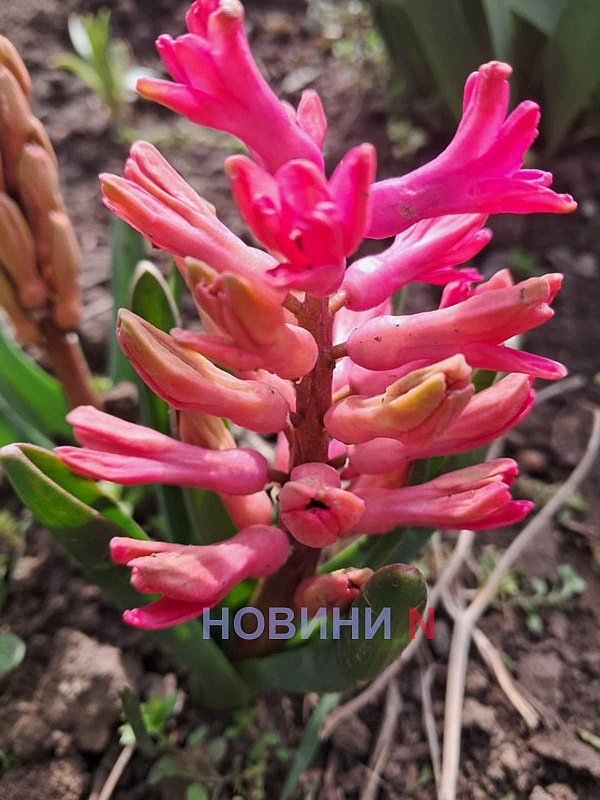 Кратковременный дождь и ветер: какой будет погода в Николаеве и области 7 апреля Кратковременный дождь и ветер: какой будет погода в Николаеве и области 7 апреля