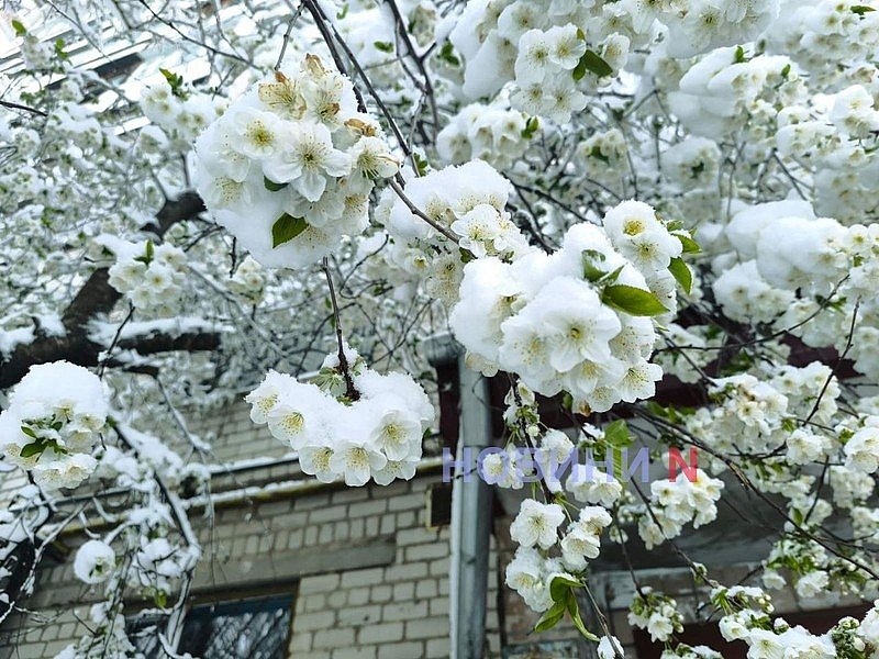 На Миколаїв та область насуваються заморозки, - гідрометцентр На Миколаїв та область насуваються заморозки, - гідрометцентр