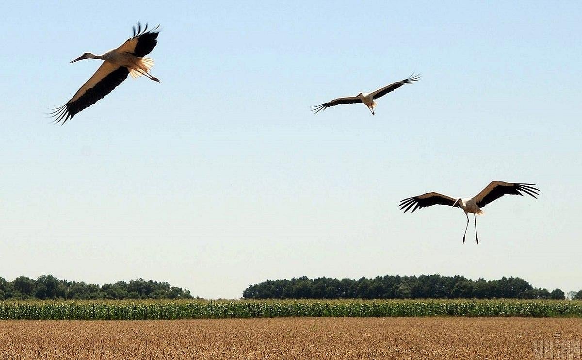 Белые аисты впервые за 20 лет вернулись в Чернобыль Белые аисты впервые за 20 лет вернулись в Чернобыль