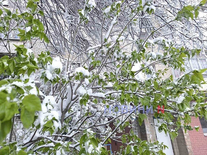В Киеве пошел снег (видео) В Киеве пошел снег (видео)
