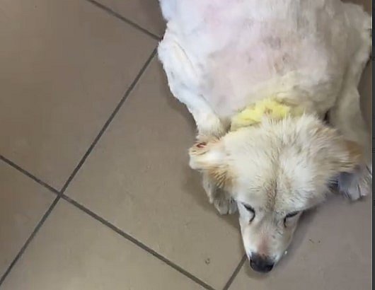 «Говорят, кому-то помешала»: в Николаеве поиздевались над бродячей собакой «Говорят, кому-то помешала»: в Николаеве поиздевались над бродячей собакой