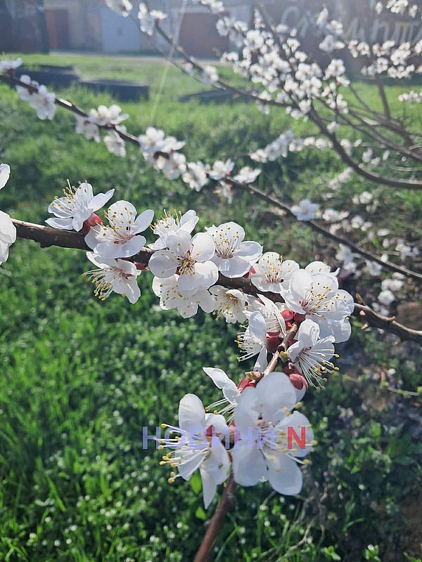 Заморозки вночі та до +19° вдень: якою буде погода у Миколаєві та області 15 квітня Заморозки вночі та до +19° вдень: якою буде погода у Миколаєві та області 15 квітня