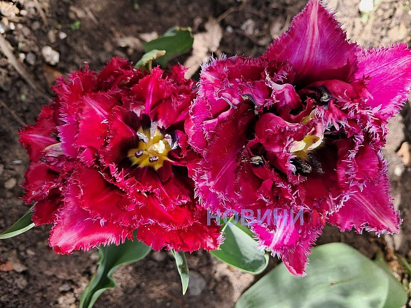 В Николаеве синоптики в четверг обещают теплую погоду: прогноз В Николаеве синоптики в четверг обещают теплую погоду: прогноз