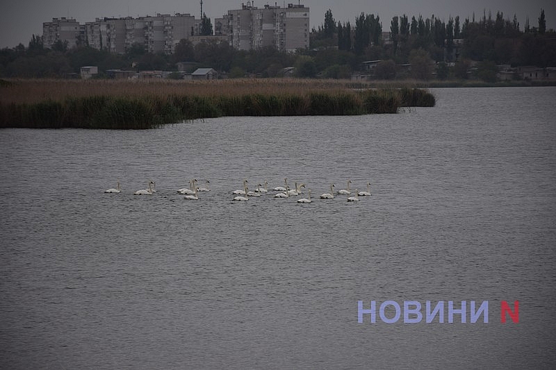 Зграя лебедів оселилася на річці Інгул у Миколаєві Зграя лебедів оселилася на річці Інгул у Миколаєві
