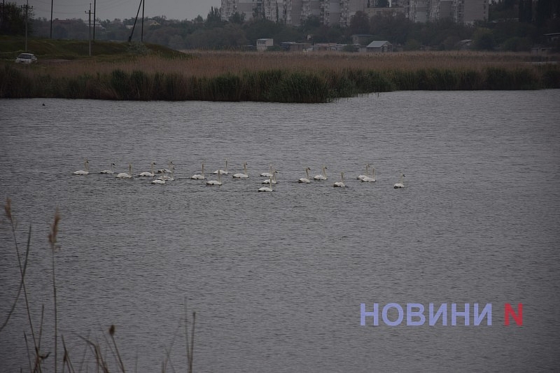 У Миколаєві на річці Інгул оселилася зграя лебедів: фото та відео птахів У Миколаєві на річці Інгул оселилася зграя лебедів: фото та відео птахів
