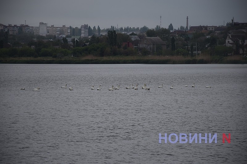 У Миколаєві на річці Інгул оселилася зграя лебедів: фото та відео птахів У Миколаєві на річці Інгул оселилася зграя лебедів: фото та відео птахів