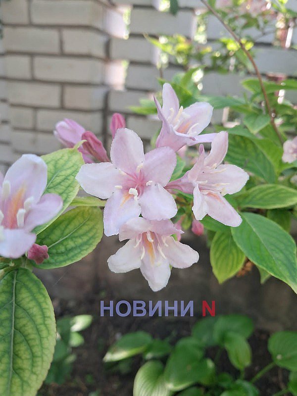 В Николаевской области началось метеорологическое лето В Николаевской области началось метеорологическое лето