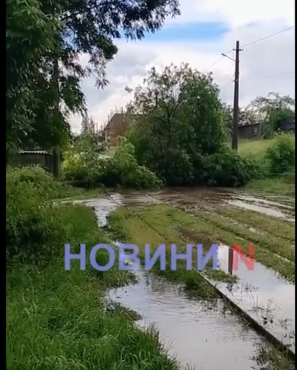 В Николаеве дерево упало на контактную сеть трамвая (видео) В Николаеве дерево упало на контактную сеть трамвая (видео)