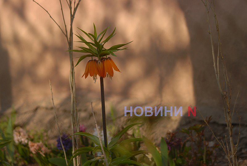 Как в Николаеве прошёл цветочный бум: фоторепортаж Как в Николаеве прошёл цветочный бум: фоторепортаж