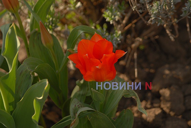 Как в Николаеве прошёл цветочный бум: фоторепортаж Как в Николаеве прошёл цветочный бум: фоторепортаж