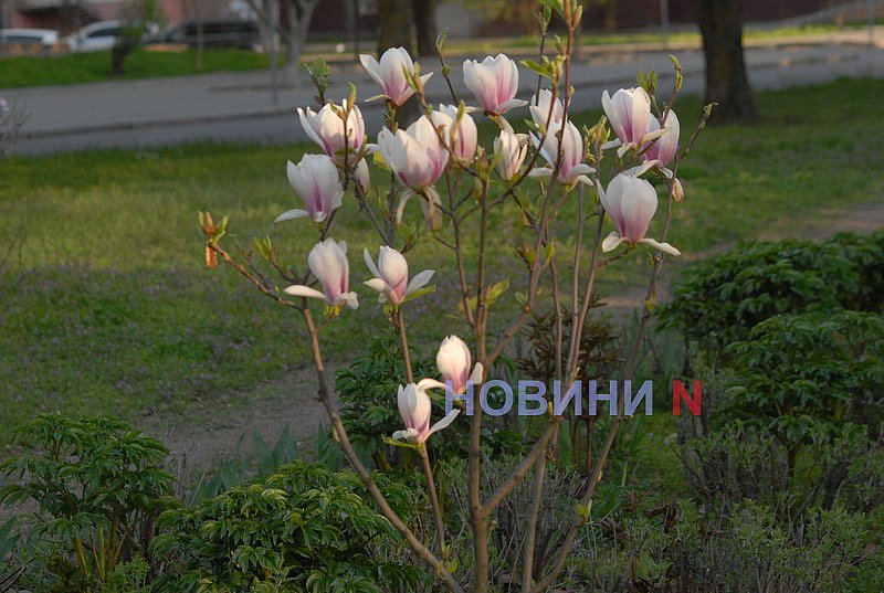 Как в Николаеве прошёл цветочный бум: фоторепортаж Как в Николаеве прошёл цветочный бум: фоторепортаж