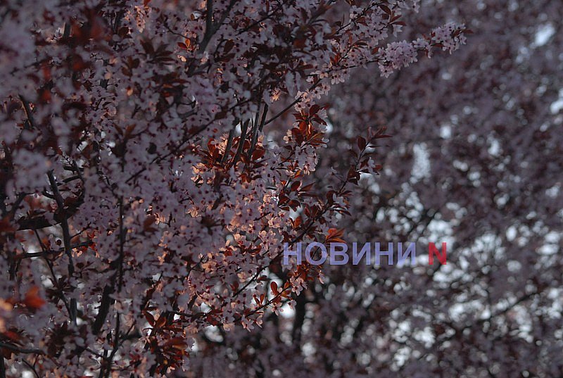 Как в Николаеве прошёл цветочный бум: фоторепортаж Как в Николаеве прошёл цветочный бум: фоторепортаж