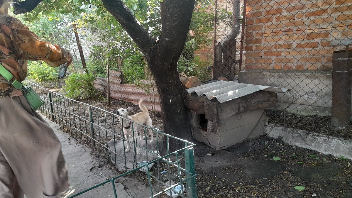 У Первомайську розпочали перевірки умов утримання домашніх тварин: власників штрафують за порушення У Первомайську розпочали перевірки умов утримання домашніх тварин: власників штрафують за порушення