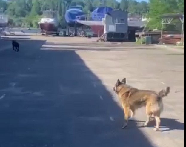 В Николаеве сторожевые собаки детской спортшколы покусали яхтсмена В Николаеве сторожевые собаки детской спортшколы покусали яхтсмена