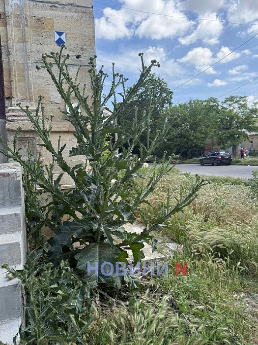 Центр Николаева зарос кустами чертополоха высотою свыше двух метров Центр Николаева зарос кустами чертополоха высотою свыше двух метров