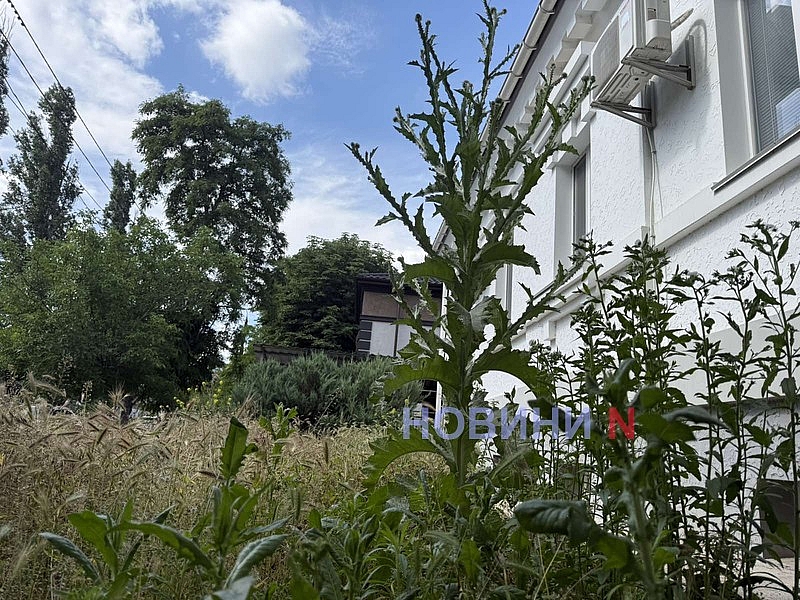 Центр Николаева зарос кустами чертополоха высотою свыше двух метров Центр Николаева зарос кустами чертополоха высотою свыше двух метров