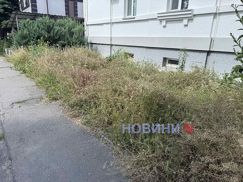 Центр Николаева зарос кустами чертополоха высотою свыше двух метров Центр Николаева зарос кустами чертополоха высотою свыше двух метров