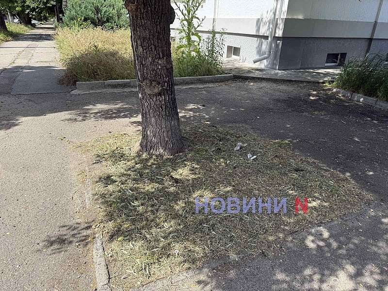 Центр Николаева зарос кустами чертополоха высотою свыше двух метров Центр Николаева зарос кустами чертополоха высотою свыше двух метров