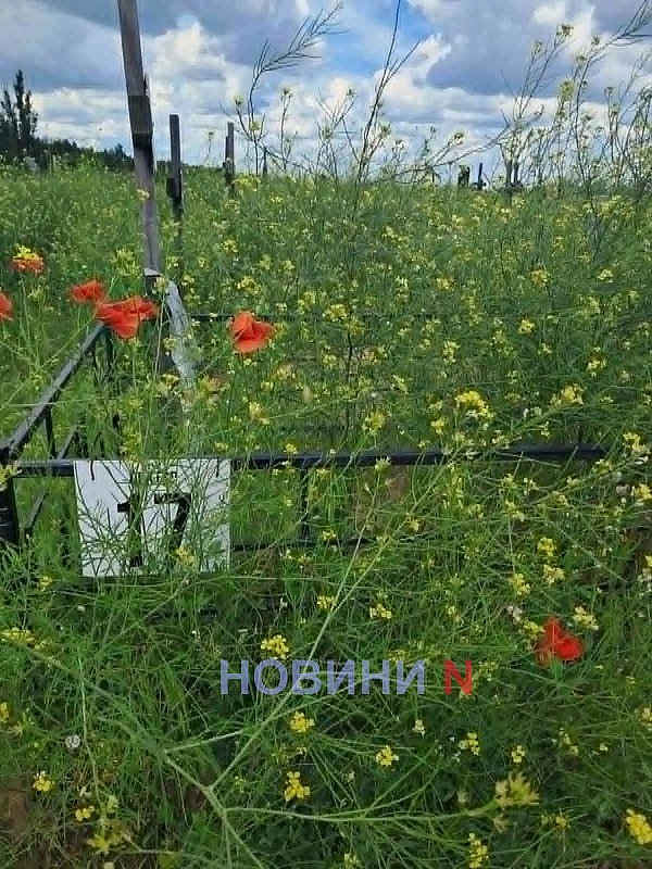 Заросло так, что крестов не видно: николаевцы пожаловались на состояние кладбища Заросло так, что крестов не видно: николаевцы пожаловались на состояние кладбища