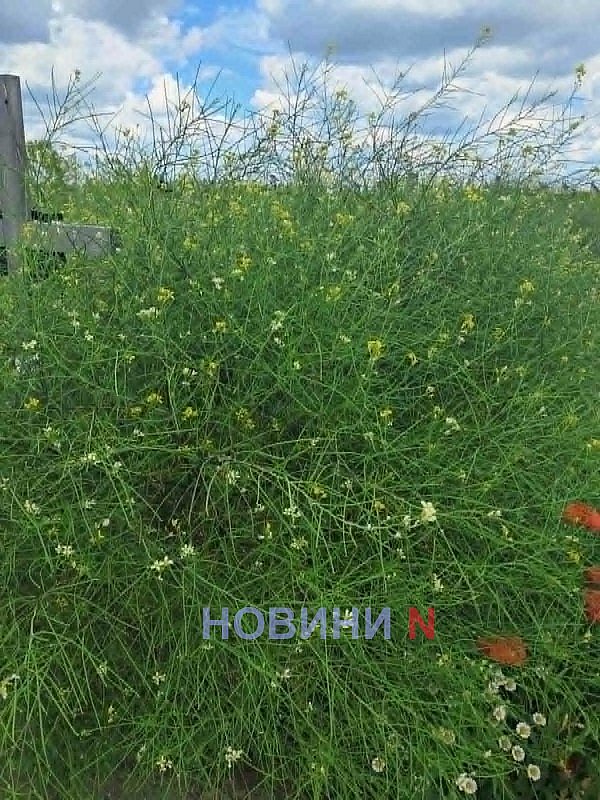 Заросло так, что крестов не видно: николаевцы пожаловались на состояние кладбища Заросло так, что крестов не видно: николаевцы пожаловались на состояние кладбища