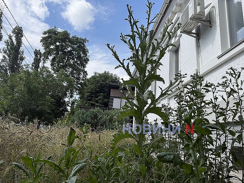 Николаев превращается в прерии: чиновник переложил ответственность за заросшие газоны на ОСМД и ЖЭКи Николаев превращается в прерии: чиновник переложил ответственность за заросшие газоны на ОСМД и ЖЭКи