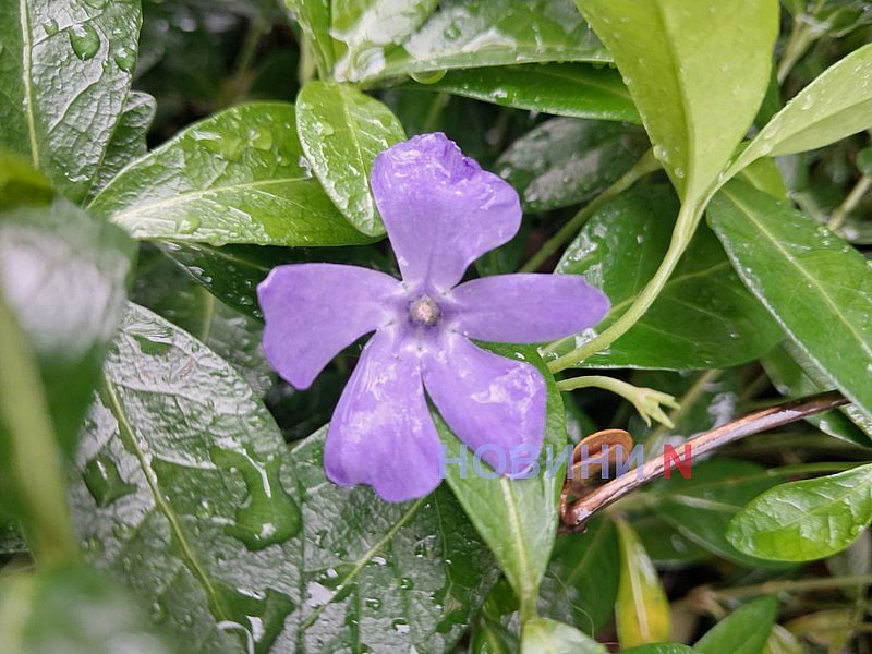 Синоптики рассказали, какой будет погода 13 июня в Николаеве и области Синоптики рассказали, какой будет погода 13 июня в Николаеве и области