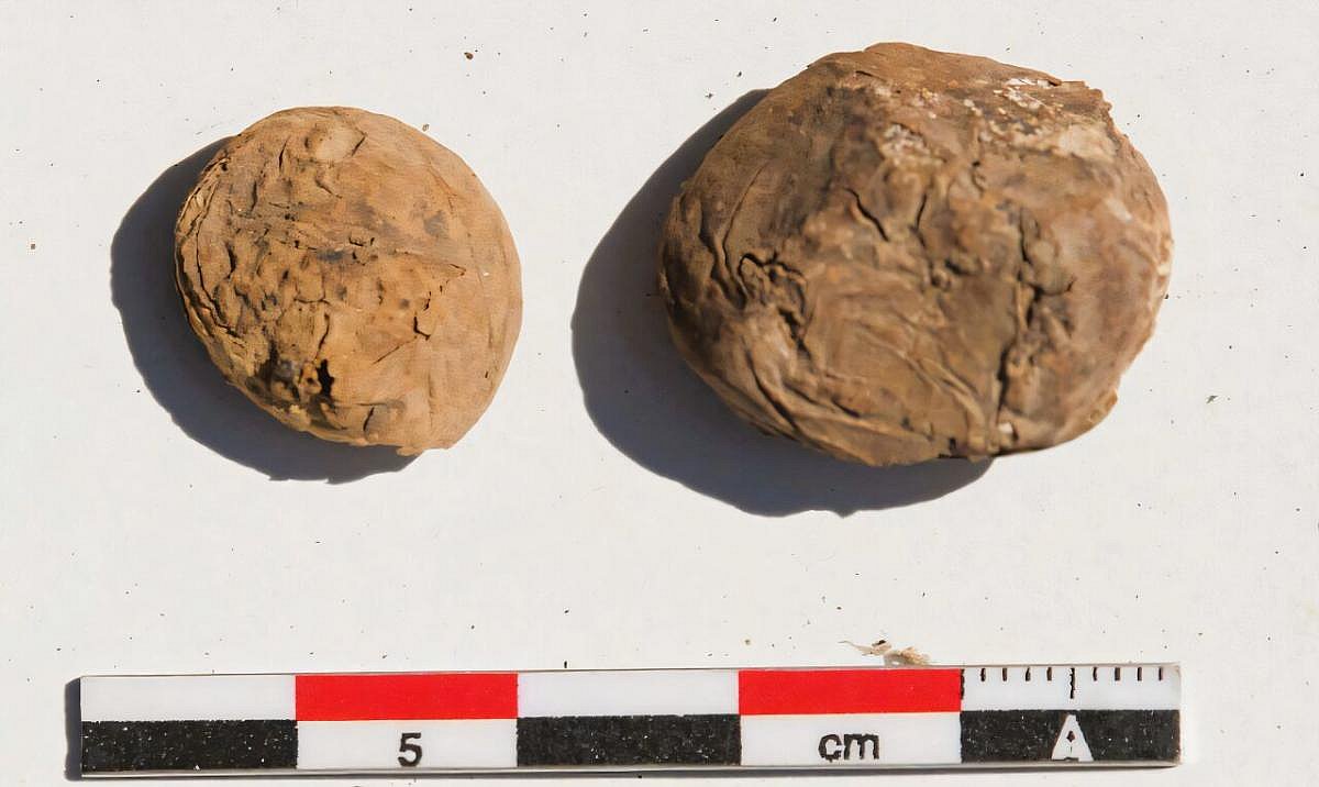 На побережье нашли 500-летнюю картошку (фото) На побережье нашли 500-летнюю картошку (фото)