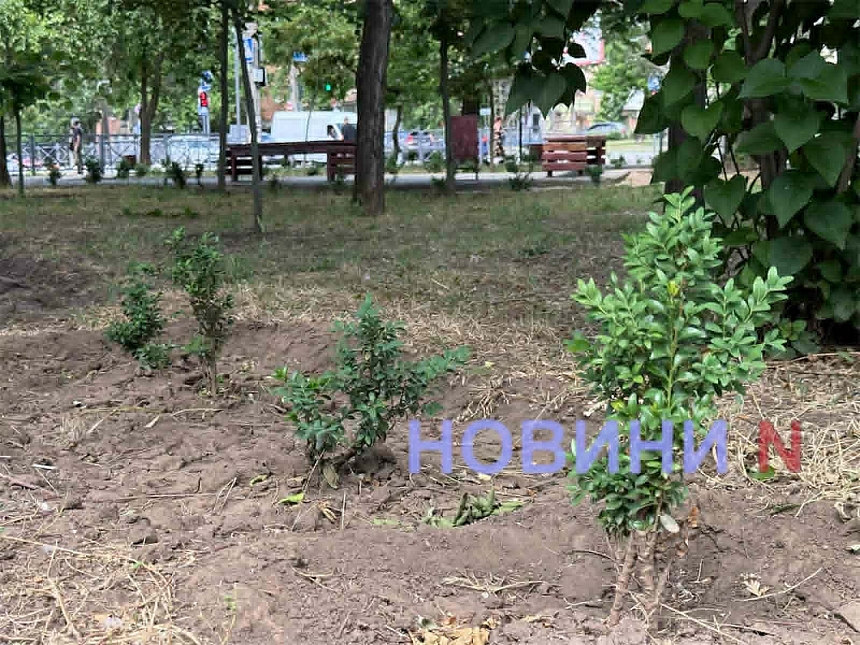 В Николаеве сквер имени Александрова так и не стал «самшитовым раем» после реконструкции за 2,9 миллиона В Николаеве сквер имени Александрова так и не стал «самшитовым раем» после реконструкции стоимостью 2,9 миллиона
