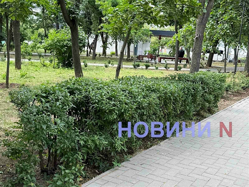 В Николаеве сквер имени Александрова так и не стал «самшитовым раем» после реконструкции за 2,9 миллиона В Николаеве сквер имени Александрова так и не стал «самшитовым раем» после реконструкции стоимостью 2,9 миллиона
