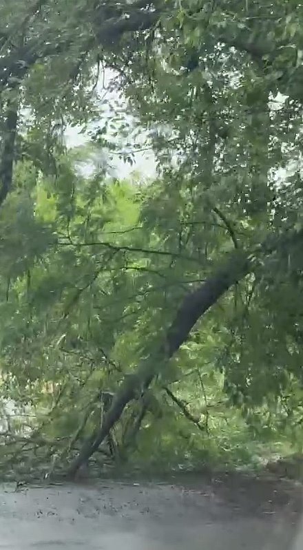 Ветка дерева рухнула на проезжую часть в Николаеве Ветка дерева рухнула на проезжую часть в Николаеве