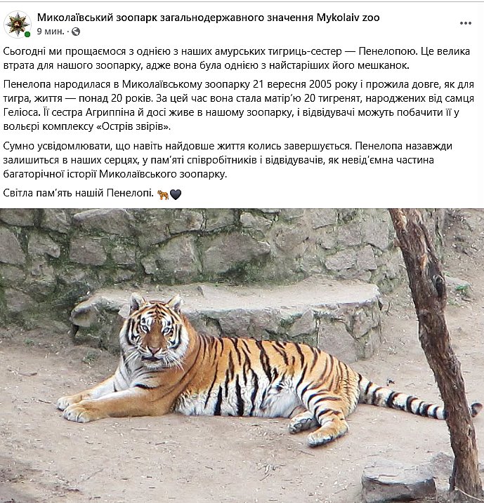 В Николаевском зоопарке умерла одна из старейших амурских тигриц В Николаевском зоопарке умерла одна из старейших амурских тигриц