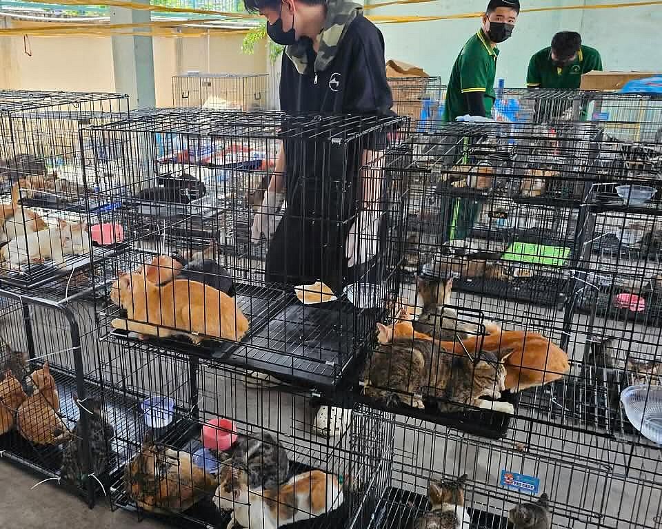 Во Вьетнаме спасли более 500 котов, которых воровали ради мяса Во Вьетнаме спасли более 500 котов, которых воровали ради мяса