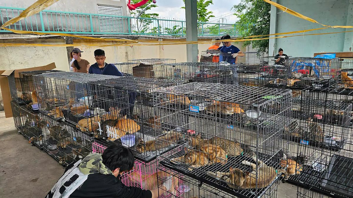 Во Вьетнаме спасли более 500 котов, которых воровали ради мяса Во Вьетнаме спасли более 500 котов, которых воровали ради мяса