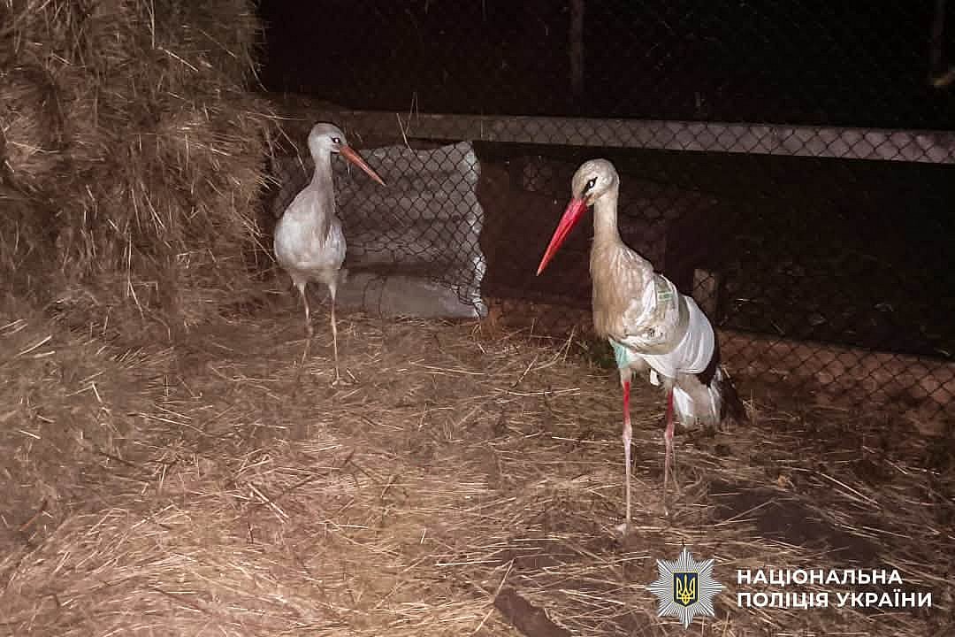 Полицейский спас раненого аиста: птицу с переломанным крылом прооперировали в ветцентре (фото) Полицейский спас раненого аиста: птицу с переломанным крылом прооперировали в ветцентре (фото)