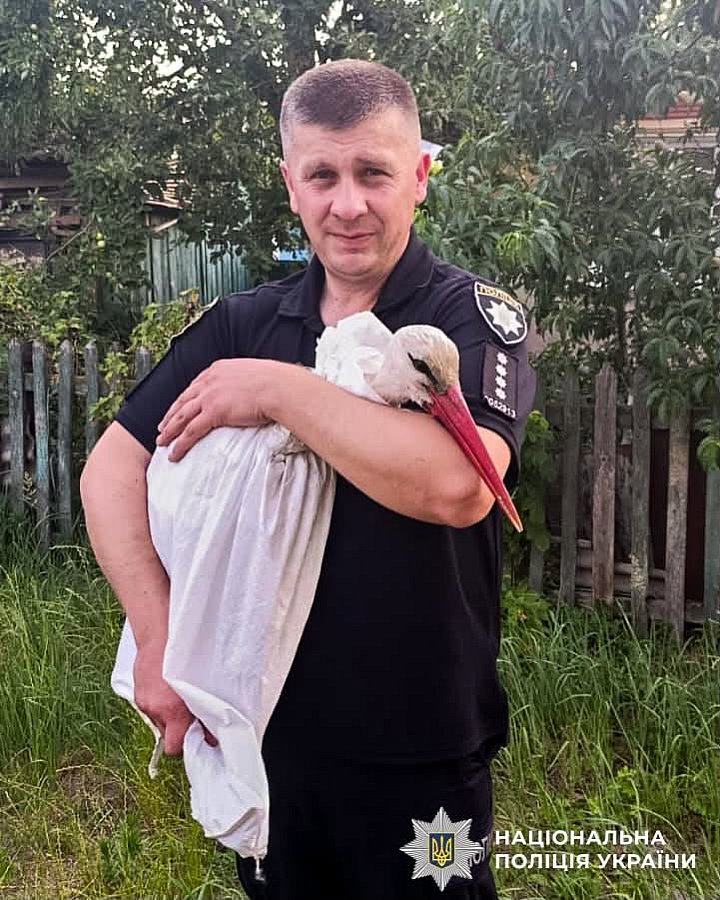 Полицейский спас раненого аиста: птицу с переломанным крылом прооперировали в ветцентре (фото) Полицейский спас раненого аиста: птицу с переломанным крылом прооперировали в ветцентре (фото)