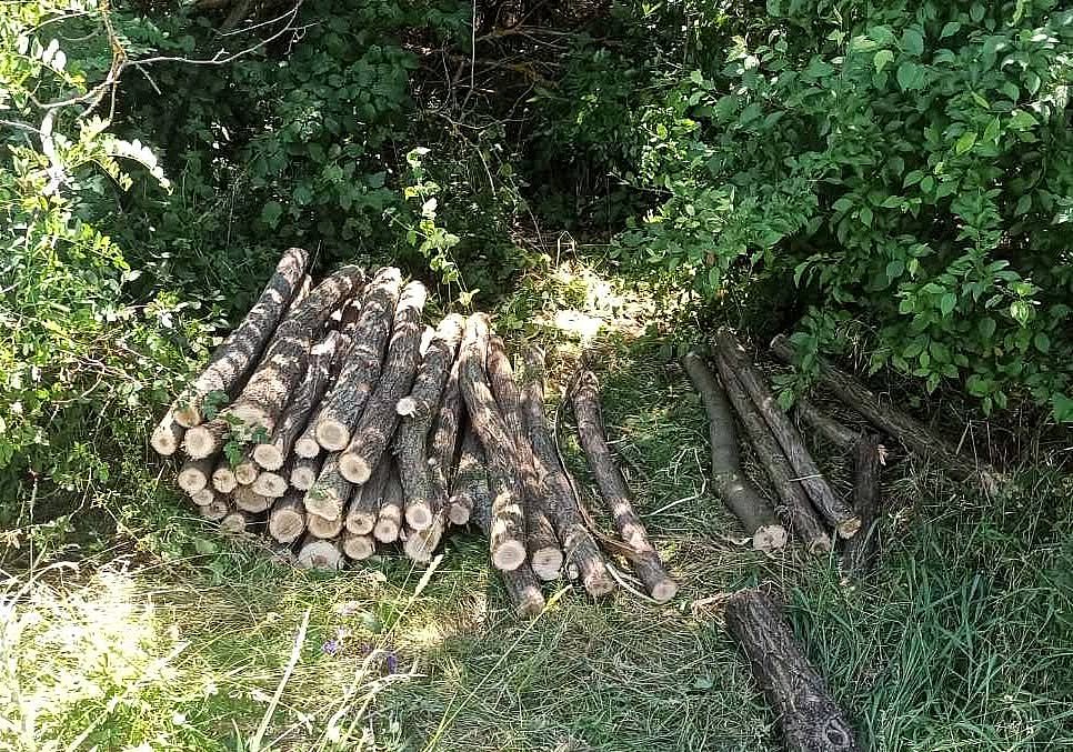 В Николаевской области выявили незаконную вырубку деревьев: нарушителям придется возместить ущерб В Николаевской области выявили незаконную вырубку деревьев: нарушителям придется возместить ущерб