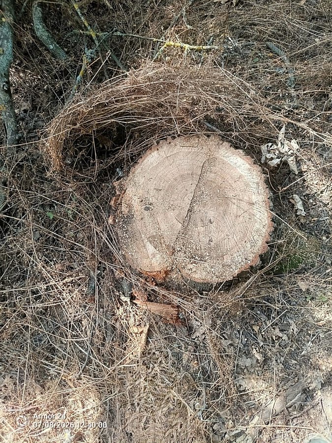 В Николаевской области незаконно вырубили дубы: ущерб превысил 300 тысяч гривен В Николаевской области незаконно вырубили дубы: ущерб превысил 300 тысяч гривен