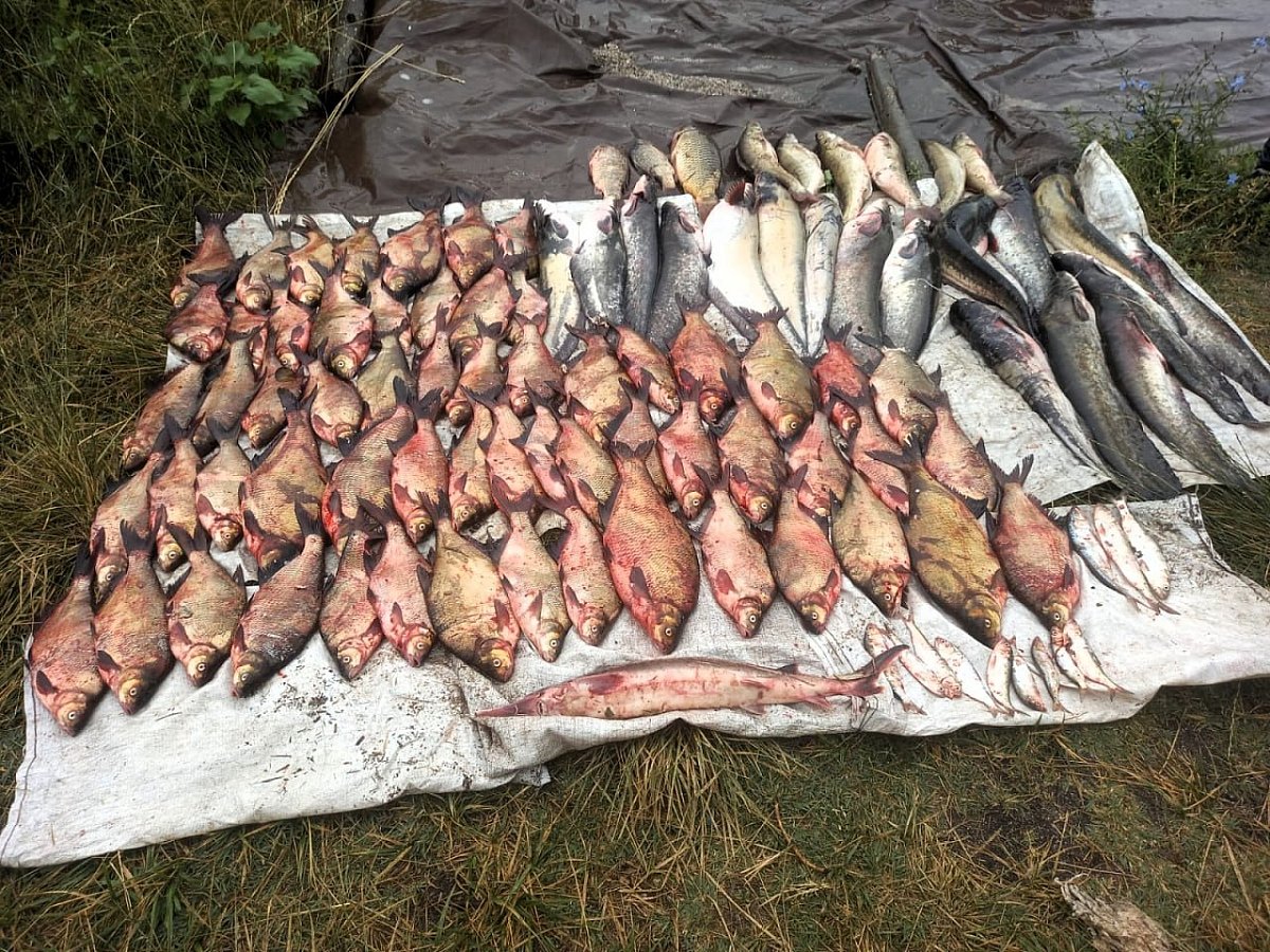 На Бугском лимане задержали браконьера с краснокнижной севрюгой На Бугском лимане задержали браконьера с краснокнижной севрюгой