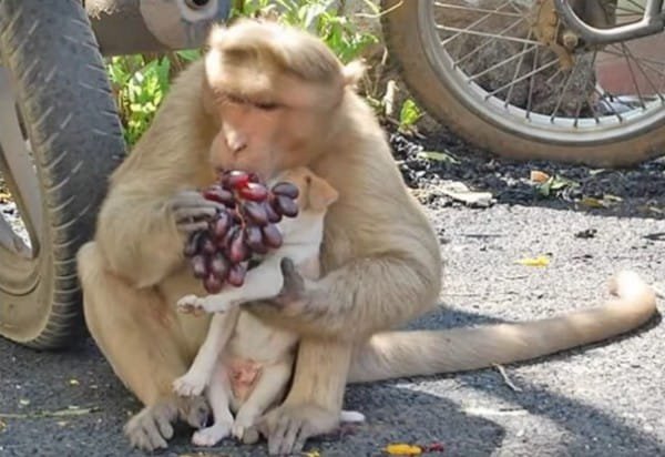 Забавная обезьяна "усыновила" бродячего щенка