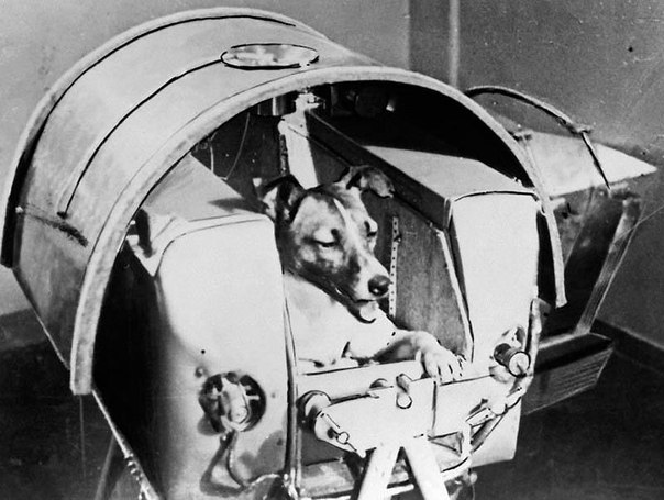 Собака Лайка - первое живое существо в космосе. ФОТО