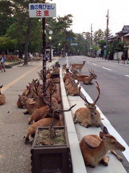 Японский город Нара, в котором олени вместо собак и кошек. ФОТО