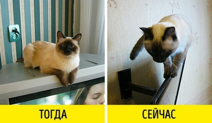 Наша эволюция: изменения, которых лучше бы не было (18 фото)