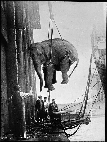 Транспортировка циркового слона, 30-е. ФОТО