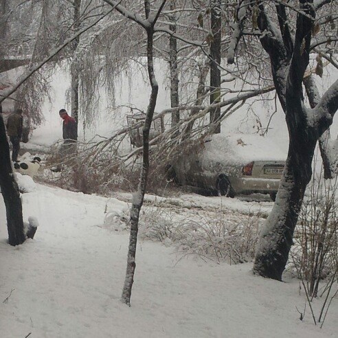 Снегопад в Харькове свалил деревья и выбил свет. ВИДЕО