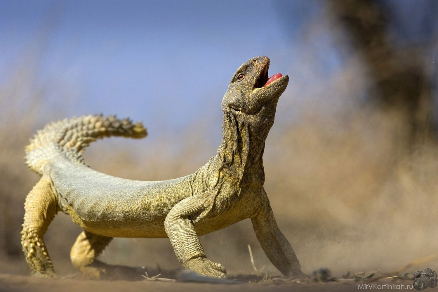 26-й фотоконкурс National Geographic